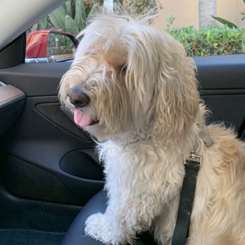 Aprils Furry Tail - BEFORE - the Shaggy Dog! - Pet Groomers Near Me - Lake Elsinore , California Aprils Furry Tail - BEFORE - the Shaggy Dog! - Pet Groomers Near Me - Lake Elsinore , California