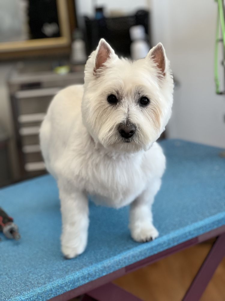 GROOMING AT FIRST Updated September 2024 1470 NE 1st St, Bend