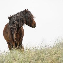 Oak & Oil Gallery - Fine Art and Home Decor - Sable Island Pose - Fine art photography - various sizes available