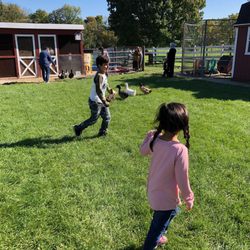 The Petting Farm at Domino's Farms