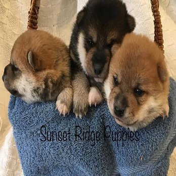 Sunset Ridge Puppies - Pet Breeders Near Me - Boyceville, Wisconsin Sunset Ridge Puppies - Pet Breeders Near Me - Boyceville, Wisconsin