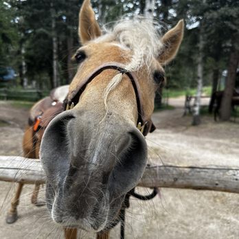 Bear Mountain Stables - Sophie - Horseback Riding Near Me - Conifer, Colorado