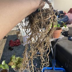 The Plant Nurse JayB - Untangled roots from root bound monstera