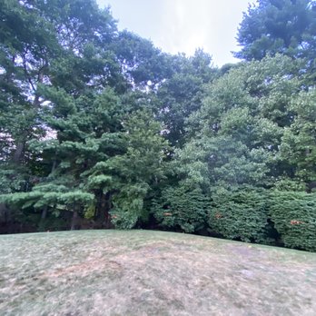D&L Tree Service - Before the corner was cleared out. - Tree Services Near Me - Randolph, Massachusetts