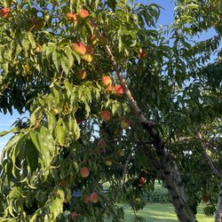 Homer Honey Farm