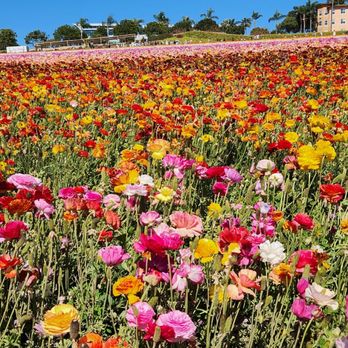 The Flower Fields - Fields - Venues & Event Spaces Near Me - Carlsbad, California The Flower Fields - Fields - Venues & Event Spaces Near Me - Carlsbad, California