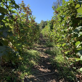 Berry Island Farms - Pick Your Own Farms Near Me - Gilroy, California Berry Island Farms - Pick Your Own Farms Near Me - Gilroy, California