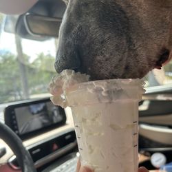 Dunkin' - Dog loving his Starbucks whip cream!!!