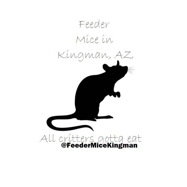 FEEDER MICE OF KINGMAN Request Information Pet Breeders Kingman