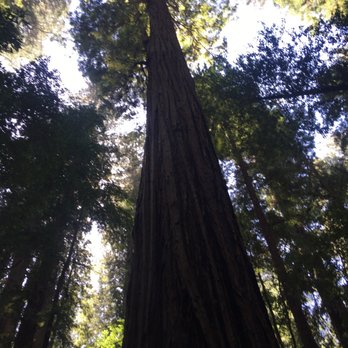 Hendy Woods State Park - So hard to capture the sheer size of these trees - Parks Near Me - Philo, California