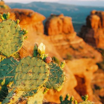 A Day In The West - Prickly pear and red rocks. - Tours Near Me - Sedona, Arizona A Day In The West - Prickly pear and red rocks. - Tours Near Me - Sedona, Arizona