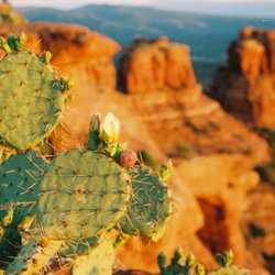 A Day In The West - Prickly pear and red rocks.