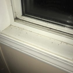 The Ol' Frontier Family Restaurant - Window ledge covered in dead bugs