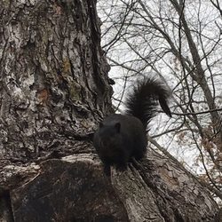 Howard Park - Squirrel!!