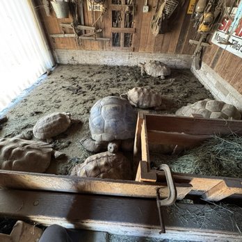 The Tortoise Home Campbell - Attraction Farms Near Me - Campbell, California