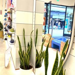 Allbirds - Interior