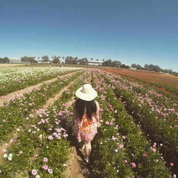 The Flower Fields - Venues & Event Spaces Near Me - Carlsbad, California The Flower Fields - Venues & Event Spaces Near Me - Carlsbad, California