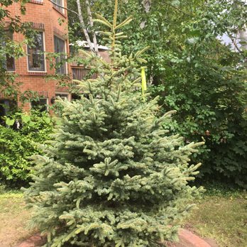 Sequoia Treescape - a small pine tree in a garden - Tree Services Near Me - Newmarket, Ontario Sequoia Treescape - a small pine tree in a garden - Tree Services Near Me - Newmarket, Ontario