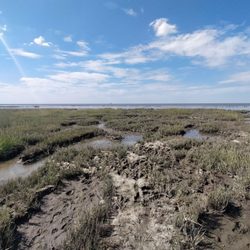 Friedrichskoog Spitze Strand