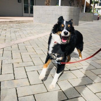 Tefani & So Dogcare - Pet Groomers Near Me Tefani & So Dogcare - Pet Groomers Near Me