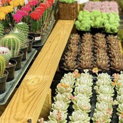 Florida Flora - Assortment of beautiful succulents, cacti, and more. Una variedad de suculentas y cactus