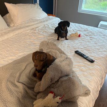 Tru by Hilton Mobile - Puppies relaxing! - Hotels Near Me - Mobile, Alabama Tru by Hilton Mobile - Puppies relaxing! - Hotels Near Me - Mobile, Alabama