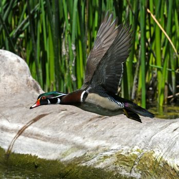 Atascadero Lake Park - Parks Near Me - Atascadero, California