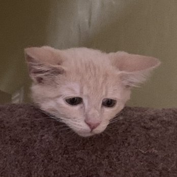San Dimas Grain - Kitten adopted, he was ill, but still adorable! - Bird Shops Near Me - San Dimas, California