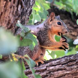 French Legation State Historic Site - A balding squirrel on the grounds