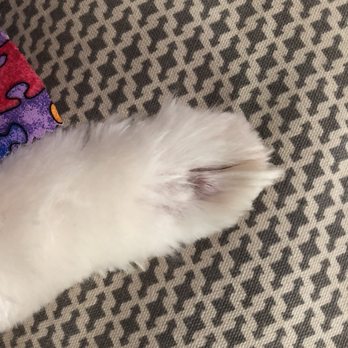 Fire Plug Grooming - Pet Groomers Near Me - Dallas, Texas Fire Plug Grooming - Pet Groomers Near Me - Dallas, Texas