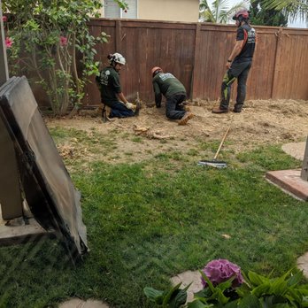 The Branch - Carefully removing the roots near the fence - Tree Services Near Me - San Marcos, California The Branch - Carefully removing the roots near the fence - Tree Services Near Me - San Marcos, California