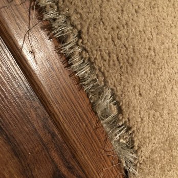 MB Carpet Cleaning - Scratch by cat - Carpet Cleaning Near Me MB Carpet Cleaning - Scratch by cat - Carpet Cleaning Near Me