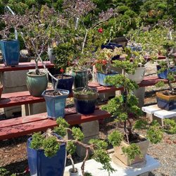 Akita Bonsai Nursery