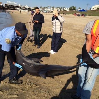 Redondo Beach Pier - Cleaning up a dolphin washed up on the beach - Souvenir Shops Near Me - Redondo Beach, California Redondo Beach Pier - Cleaning up a dolphin washed up on the beach - Souvenir Shops Near Me - Redondo Beach, California