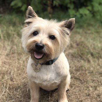 It's A Barking Lot - After grooming - Pet Groomers Near Me - Brookings, Oregon It's A Barking Lot - After grooming - Pet Groomers Near Me - Brookings, Oregon
