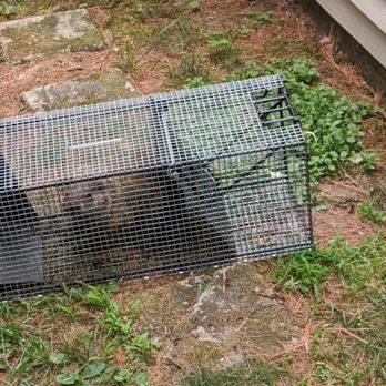 Old School Pest Control - Safely trapping and relocating wild animals - Pest Control Near Me - Glenns Falls, New York