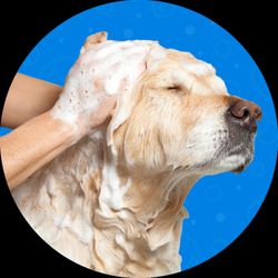 Zoomin Groomin