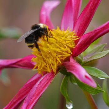 Swan Island Dahlias - Spectacular variety - apparently all of these are dahlias. - Nurseries & Gardening Near Me - Canby, Oregon