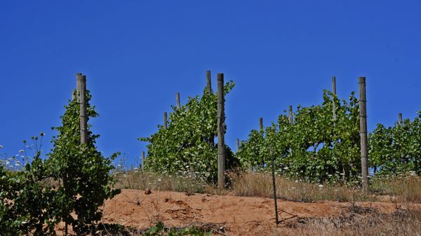 AniChe Cellars by null