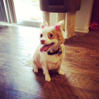 Pets Choice Grooming & Supply - Butters showing off her pretty bows. - Pet Stores Near Me - Colton, California