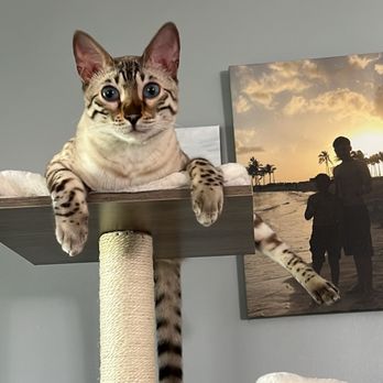 1. Baby Bengals