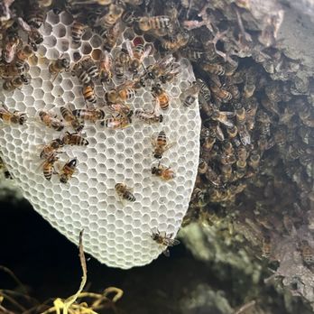 The Beekeeper - Bee removal from stucco wall - Pest Control Near Me - Ontario, California The Beekeeper - Bee removal from stucco wall - Pest Control Near Me - Ontario, California