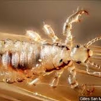 Clean Comb Salon - Do you have these calling on your head? - Lice Services Near Me - North Kingstown, Rhode Island Clean Comb Salon - Do you have these calling on your head? - Lice Services Near Me - North Kingstown, Rhode Island