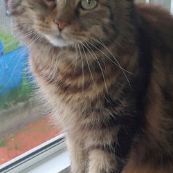 Autumn Care & Crossings - AnnaBelle in better days