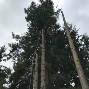 Swift Tree Care - undefined - Tree Services Near Me Swift Tree Care - undefined - Tree Services Near Me