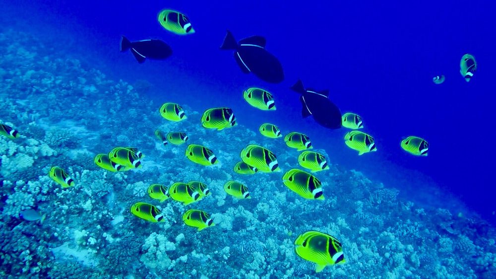 NeverDry Divers Logo