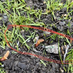 Great Western Supply - Plastic pieces in their garden/topsoil mixes that got exposed after hard rain on newly planted grass spots in front lawn