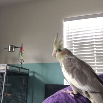 Pet Safari - Cannoli the Cockatiel - Pet Stores Near Me - Clearwater, Florida