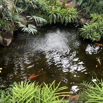 Bloedel Conservatory - Koi inside - Botanical Gardens Near Me - Vancouver, British Columbia