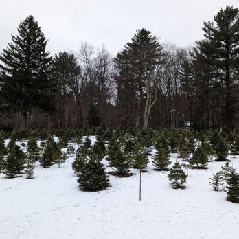 Bees Fleas & Trees - Christmas Trees Near Me - Litchfield, Connecticut